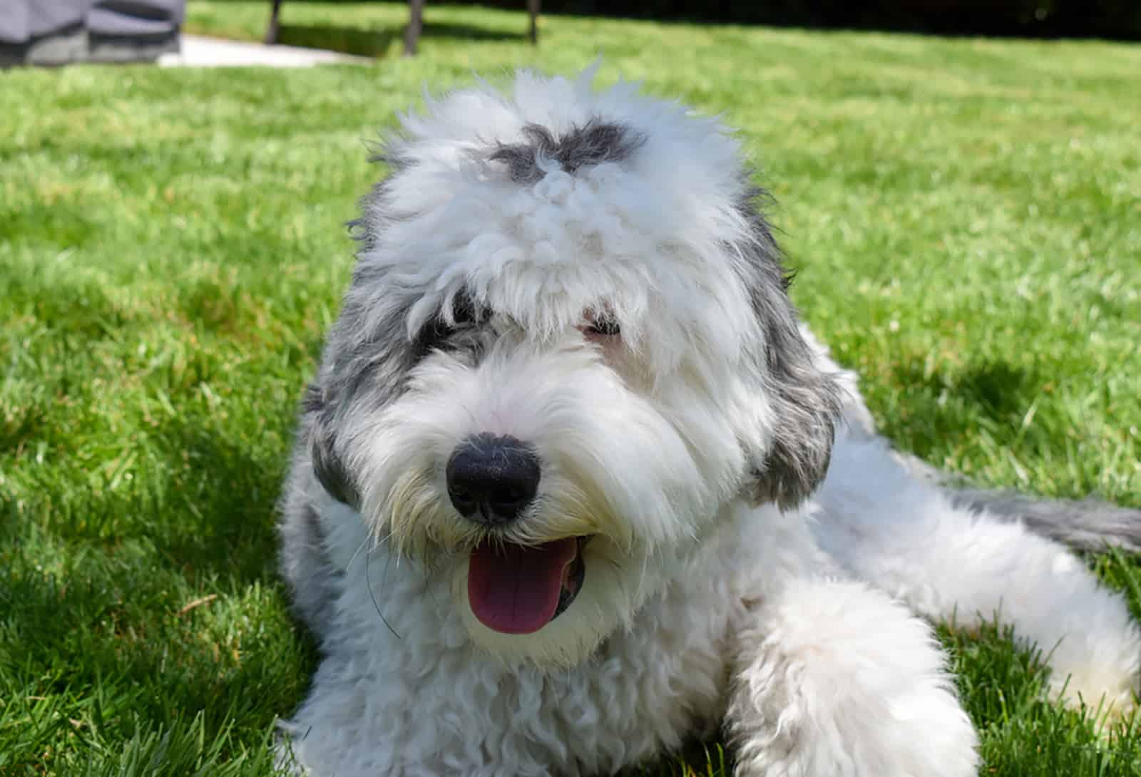 sheepadoodle dog lying on the grass