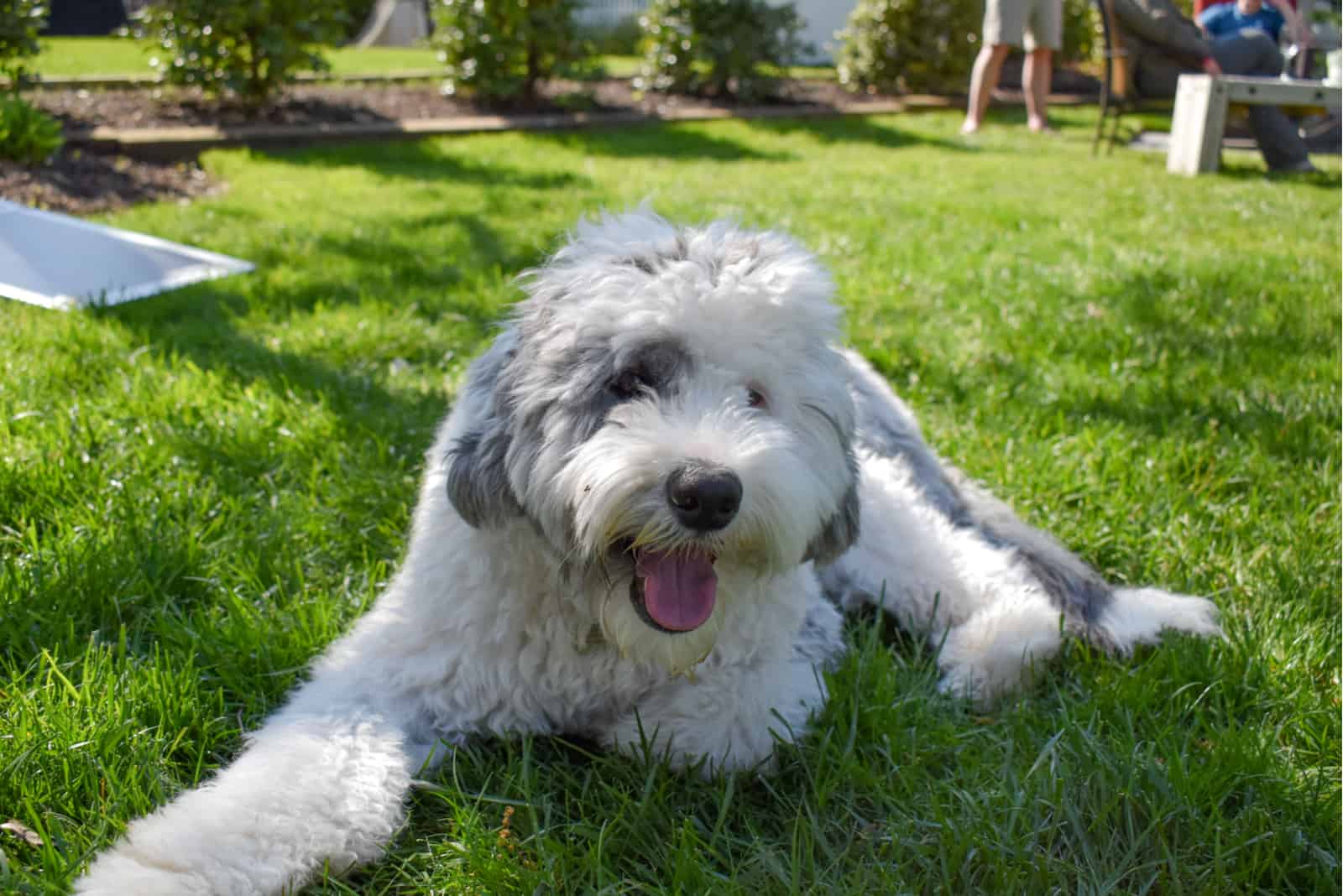 The Sheepadoodle: Another Breed Of Doodle That You’ll Love