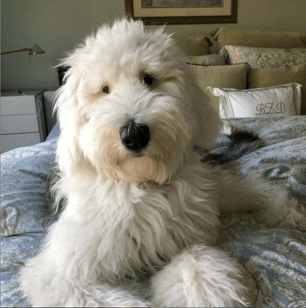 Sheepadoodle lying on bed