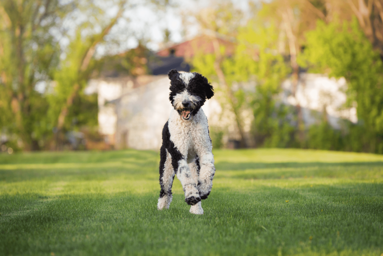 Sheepadoodle runs across the field