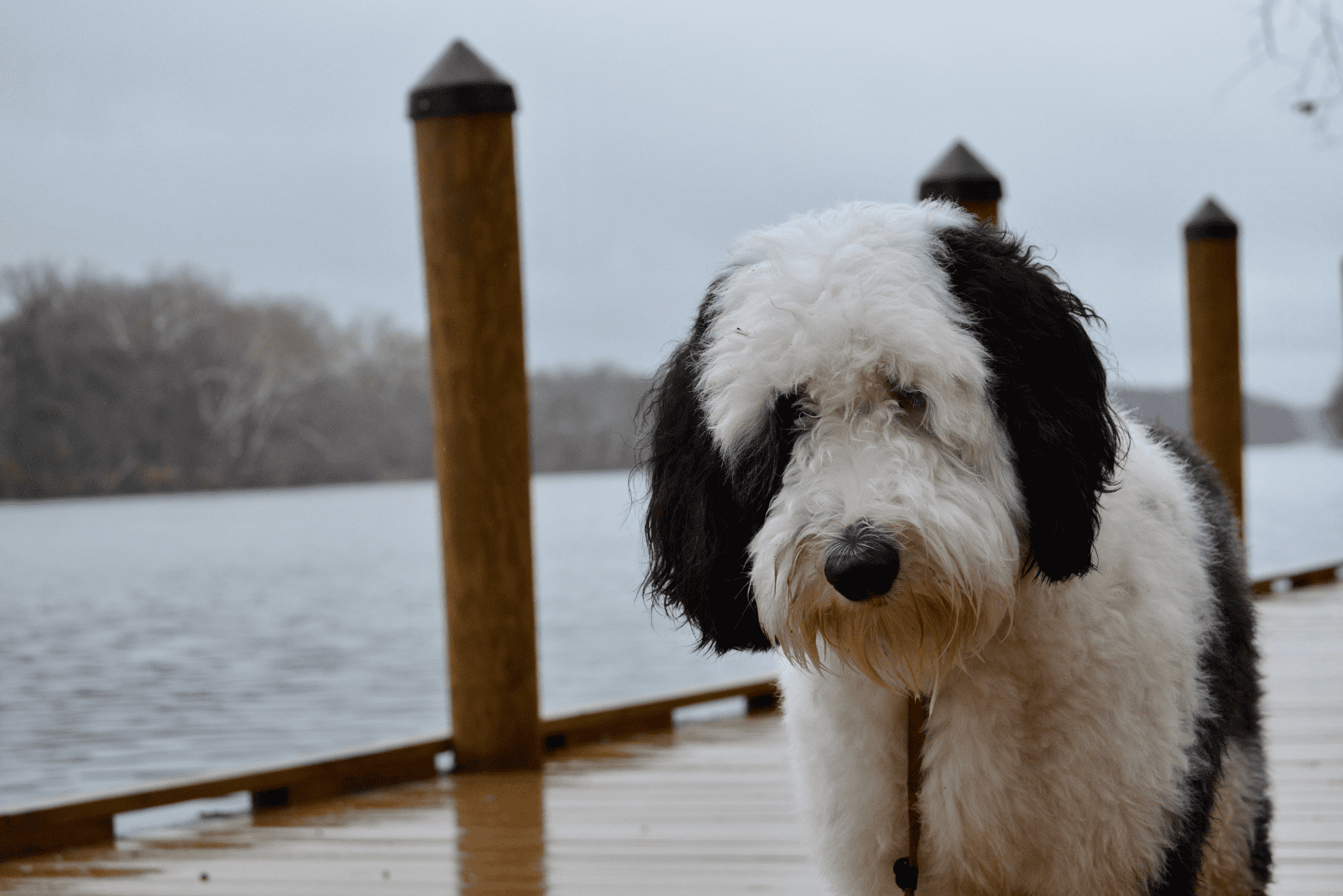 Sheepadoodle standing on pier