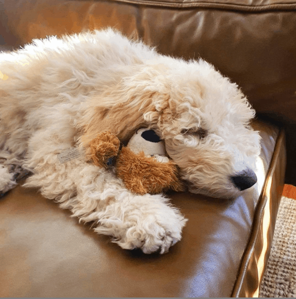 Sheepadoodles lying on couch