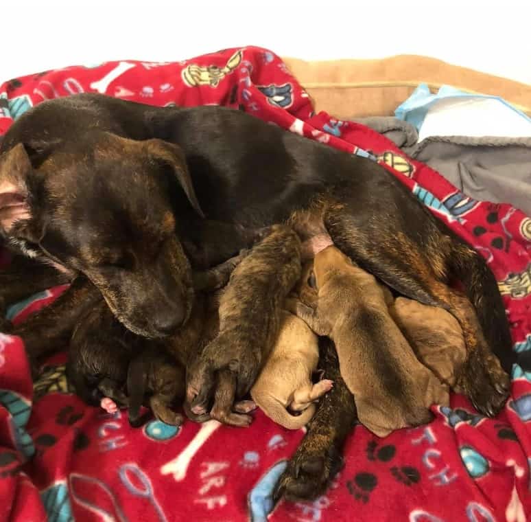 Shelly's dog and her litter of puppies