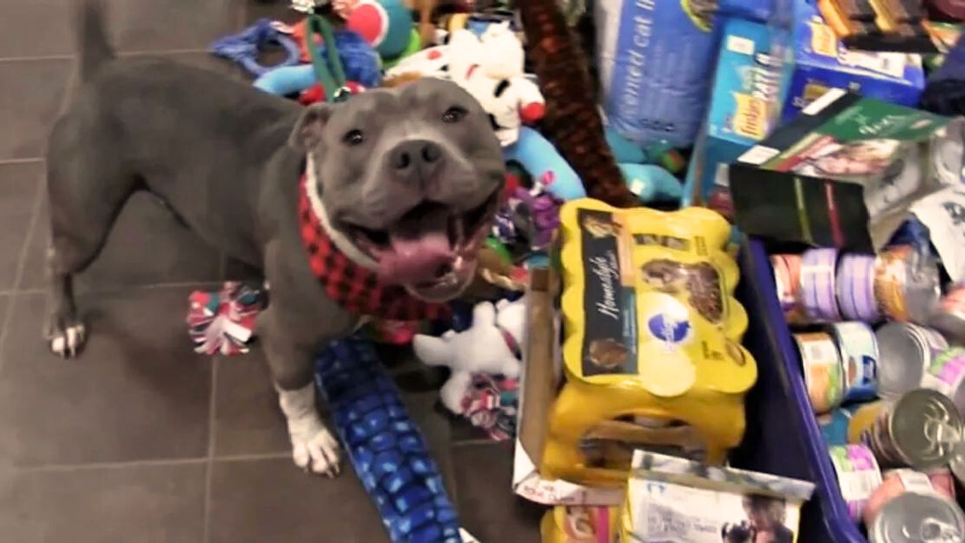 Shelter Animals Had A Chance To Peek Under The Christmas Tree And They All Got The Best Gift