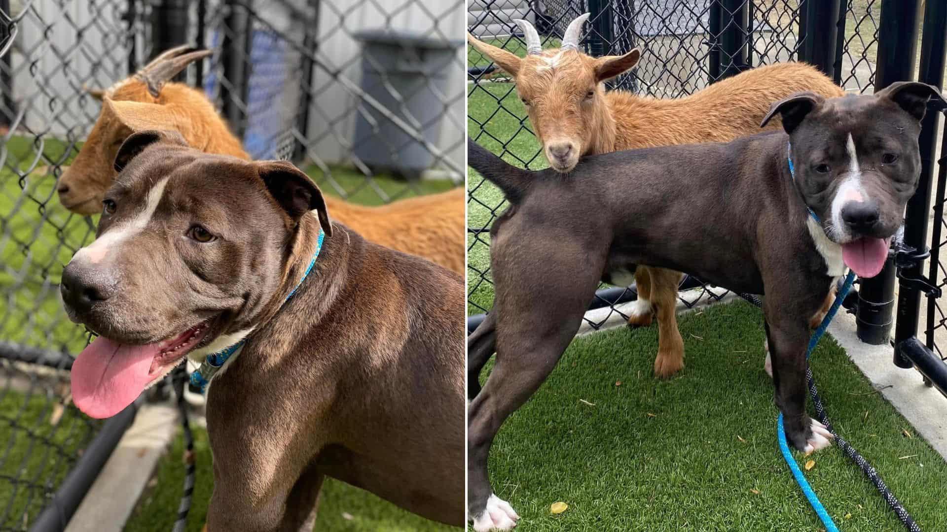 Shelter Dog And A Goat Form An Unbreakable Bond