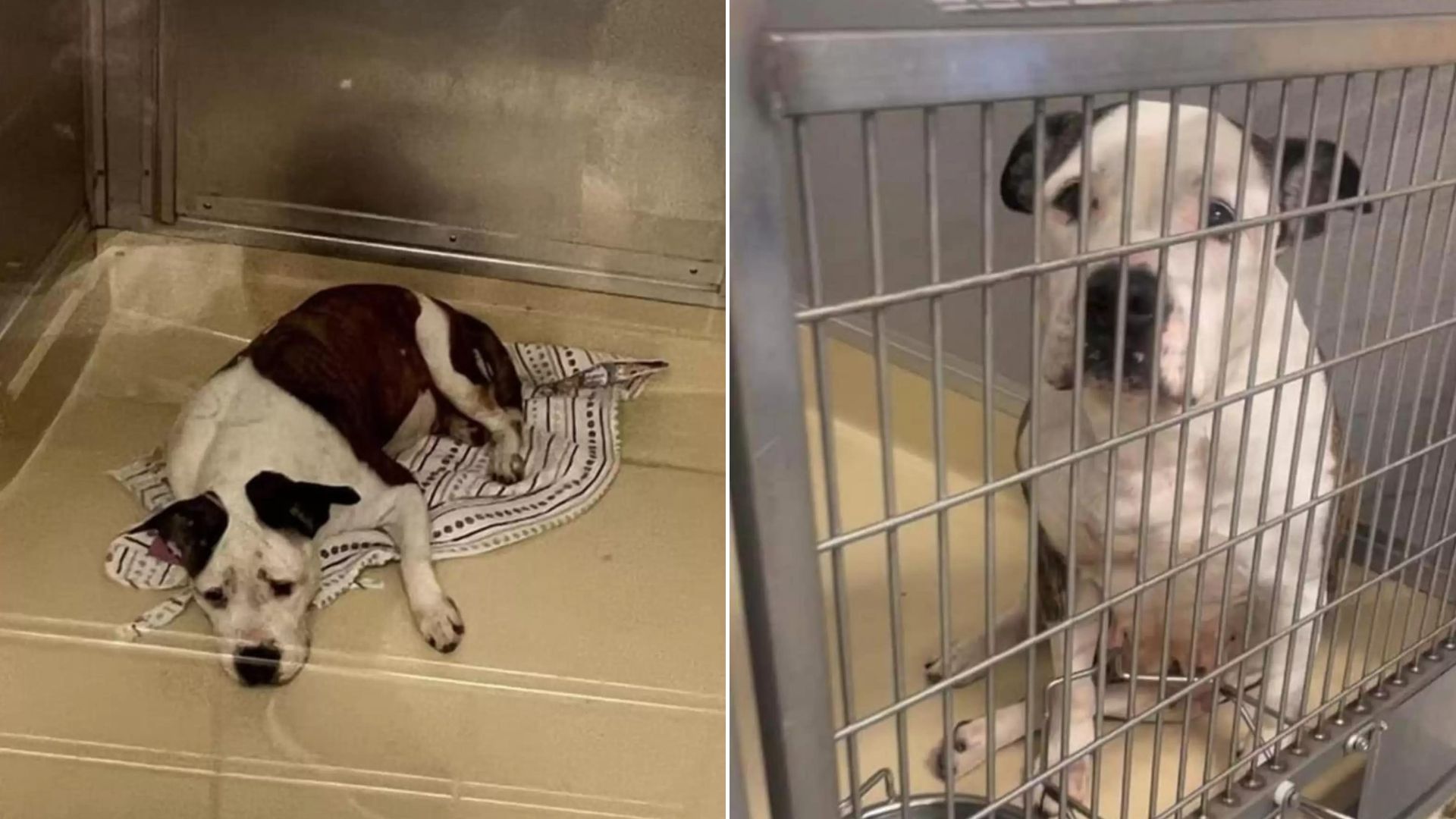 Overlooked Shelter Dog Heartbroken When She Realizes Nobody Wants To Adopt Her