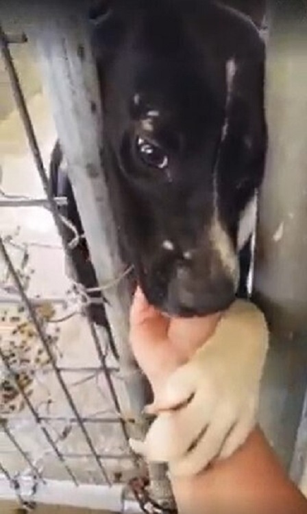 shelter dog close-up photo