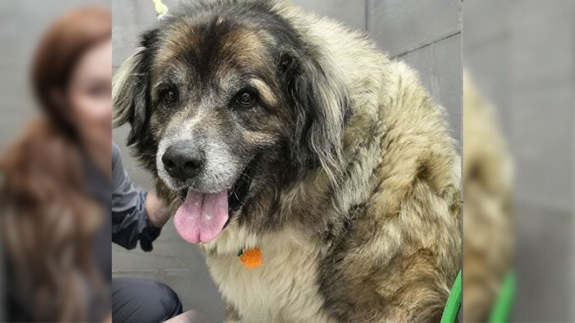 Shelter Dog Has 14 Pounds Of Matted Fur Removed, Now He Looks Like A Brand New Dog