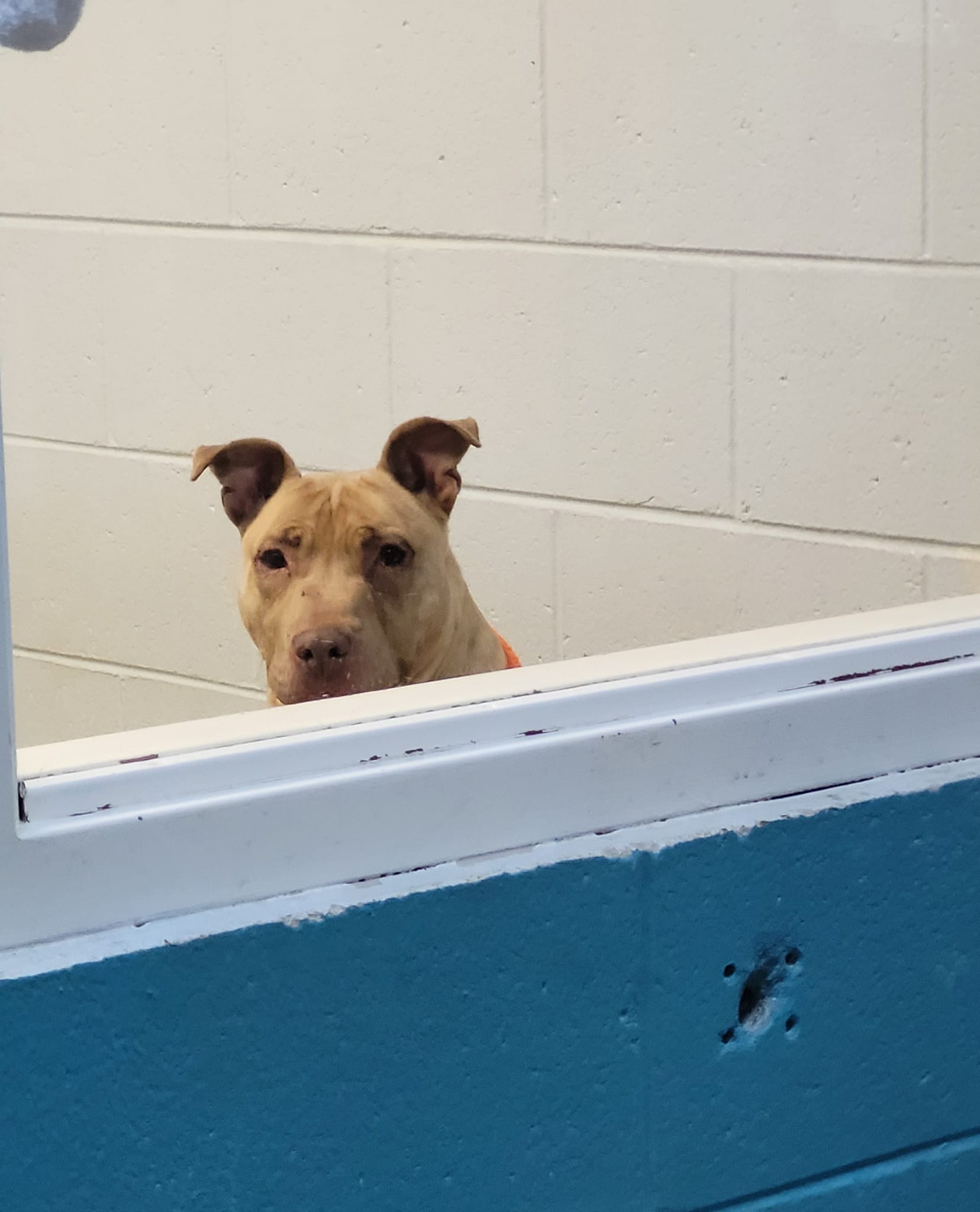 shelter dog looking aside