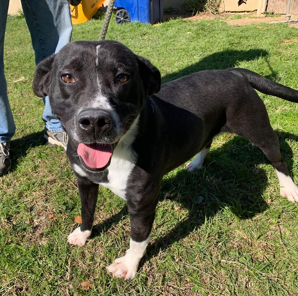 shelter dog on grass