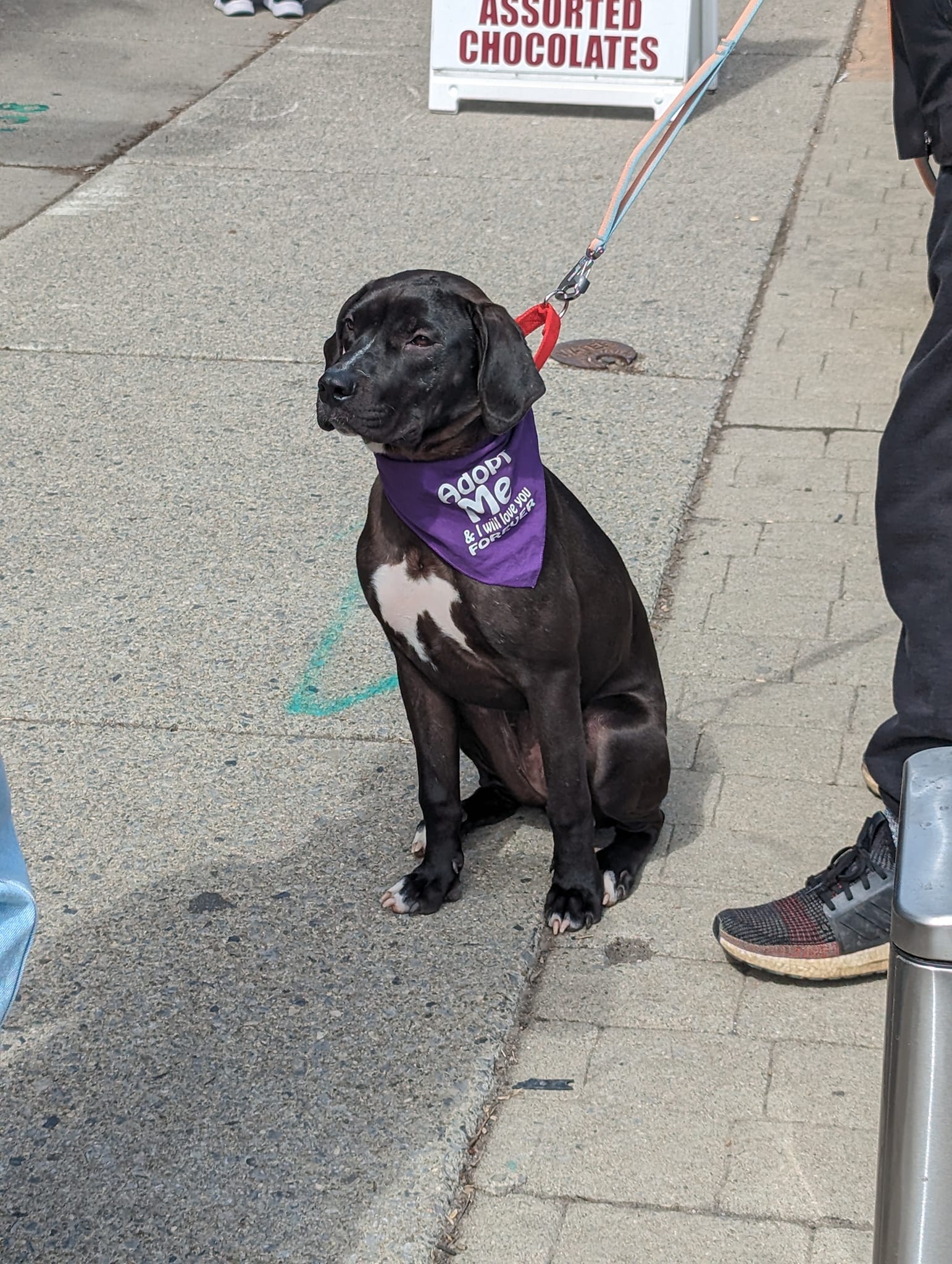 shelter dog on the street with the scarf sign