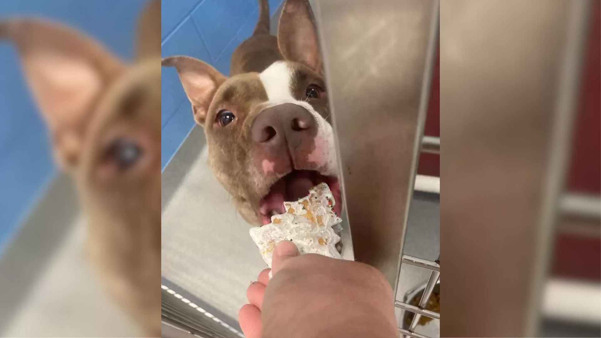 Shelter Dog Reaches 1,000-Day Milestone And Gets A Spectacular Surprise