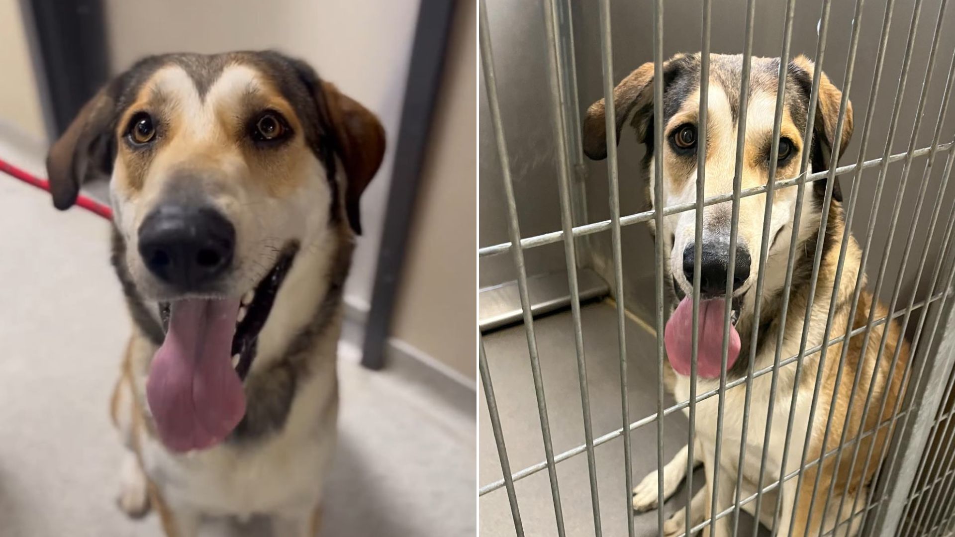 Family Surrendered Their Dog Back To The Shelter Because He Of His Size