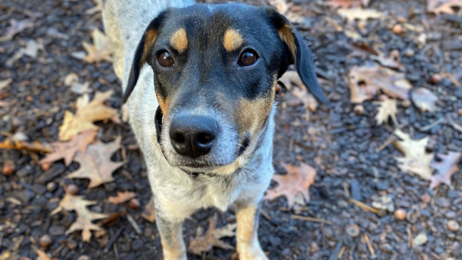 Owners Return A Dog To The Shelter After 3 Days Claiming He Was ‘Too Much’