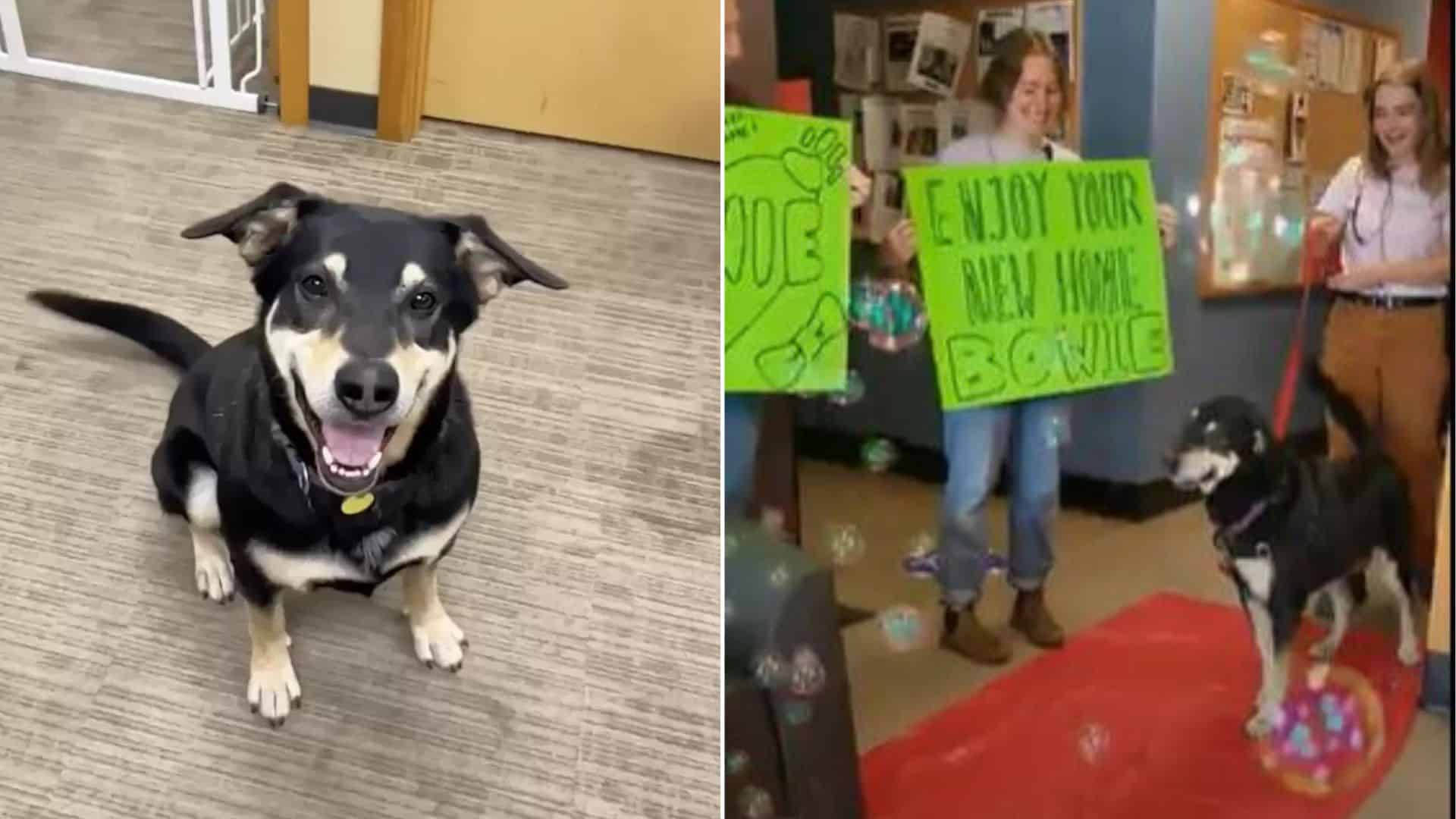 Sweet Dog Gets To Walk Down A Red Carpet After Being Adopted By His New Mom