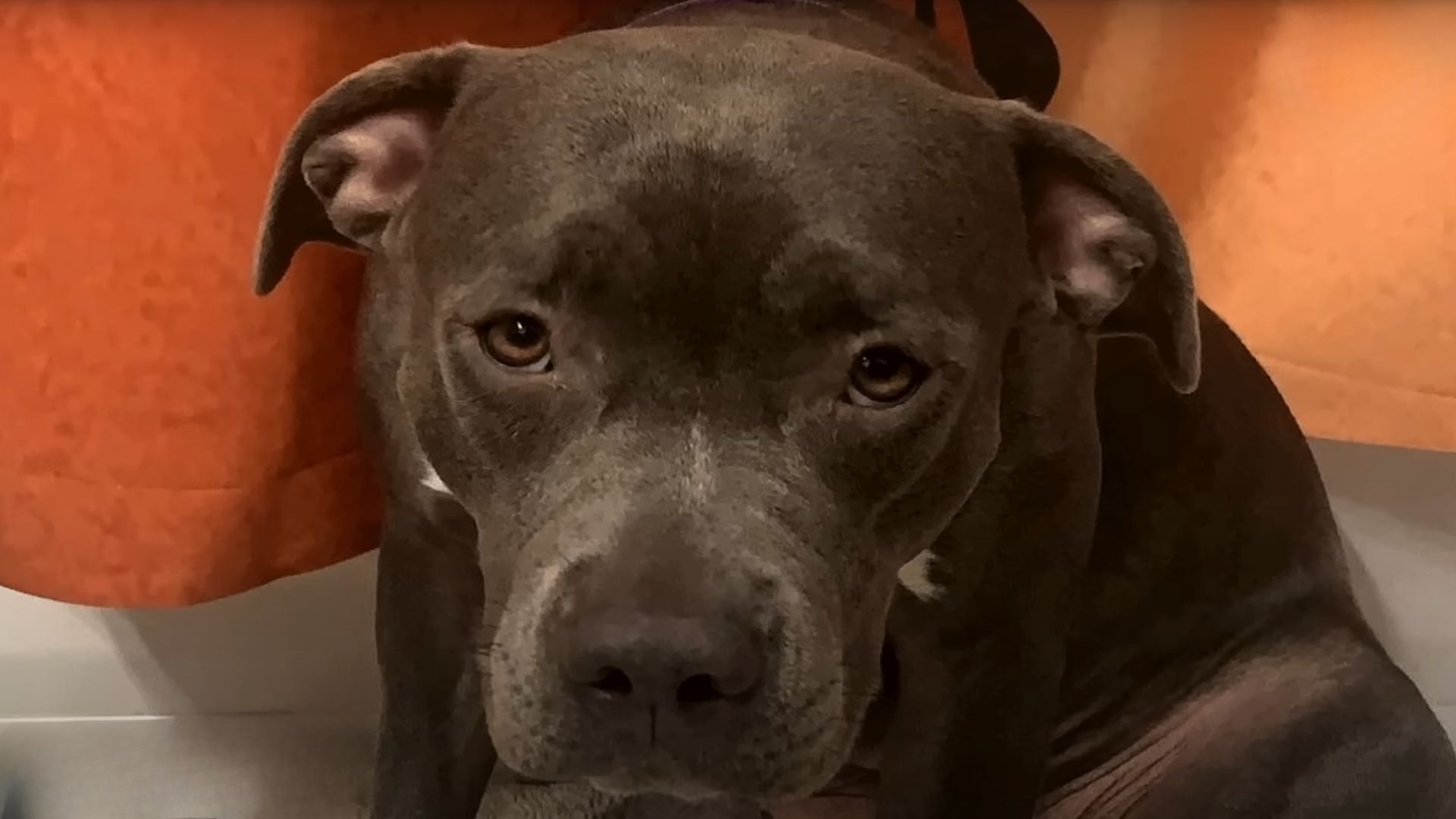 Overlooked Shelter Pup Proudly Watches As All Of Her Fur Buddies Get Adopted