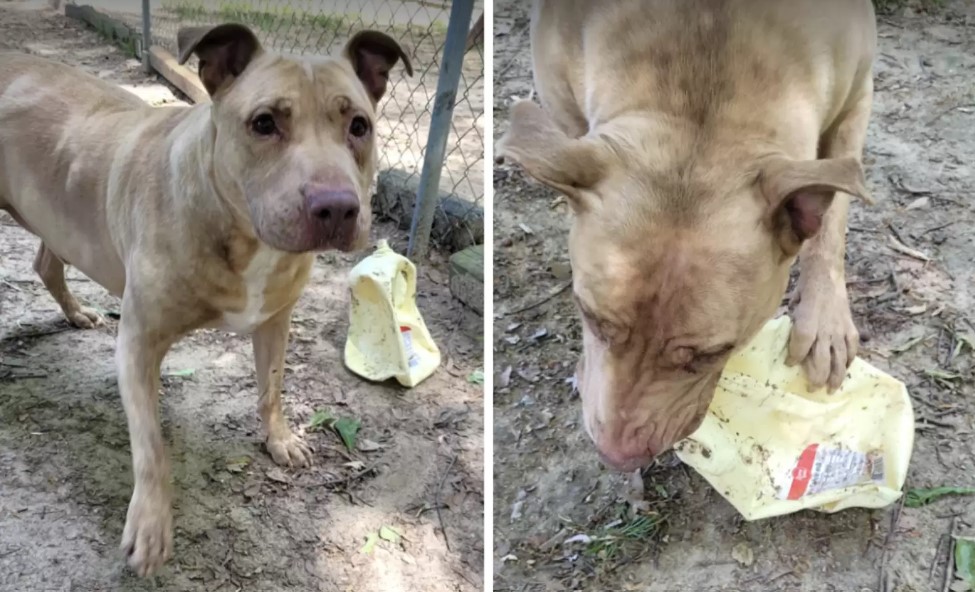 shelter dog with garbage