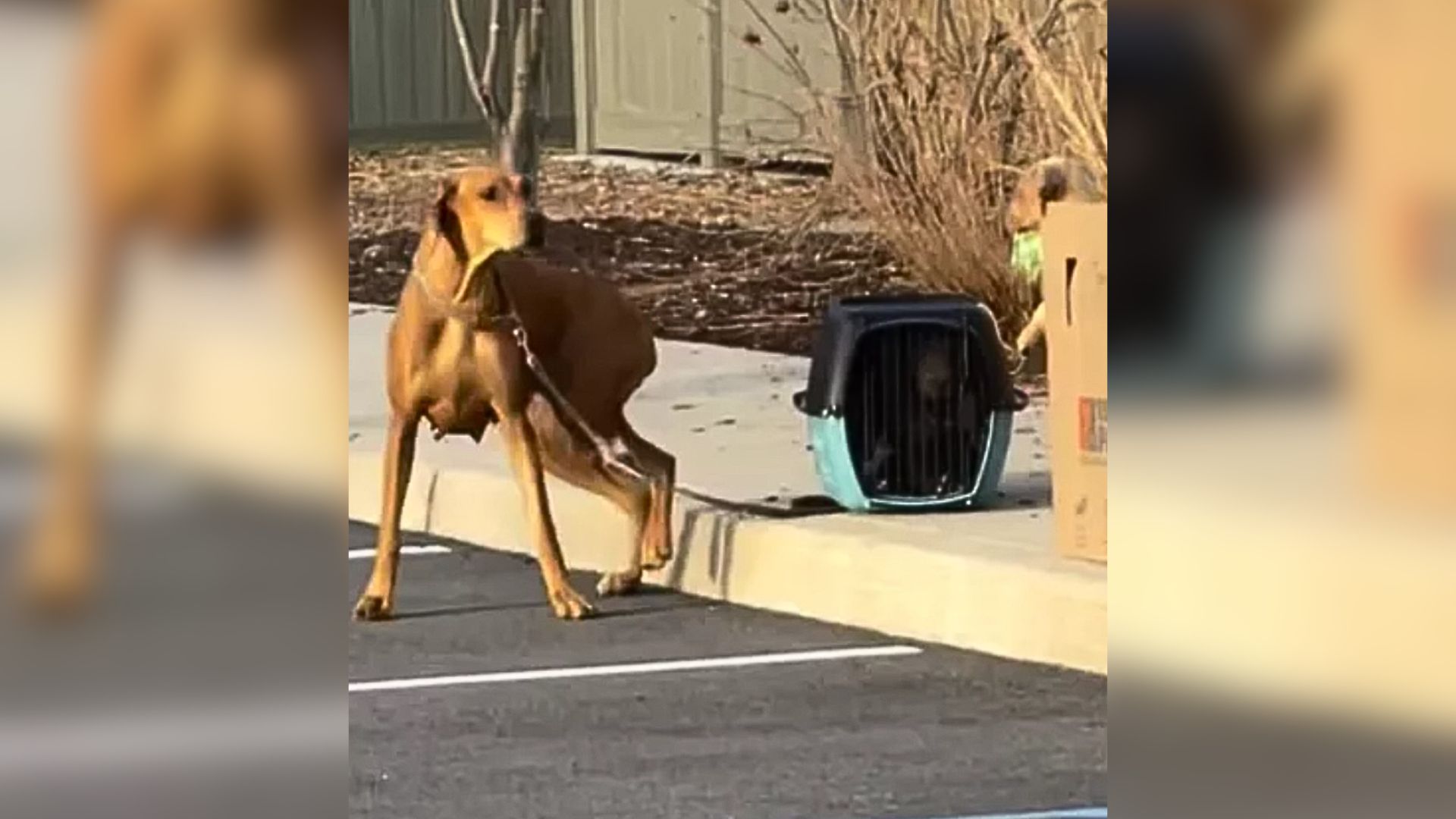 Rescuers Were Shocked To Find Mama Dog Tied To A Crate Full Of Puppies Near A Sidewalk