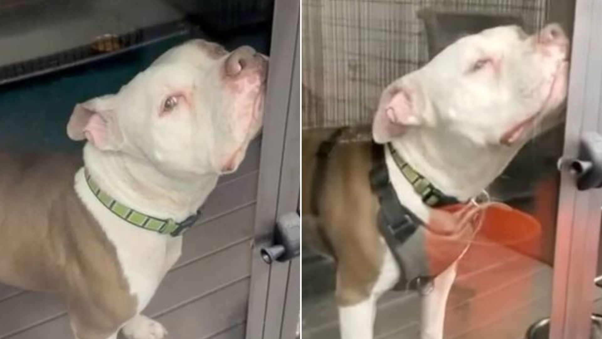 Shelter Pittie Has A Special Way Of Getting Attention From People