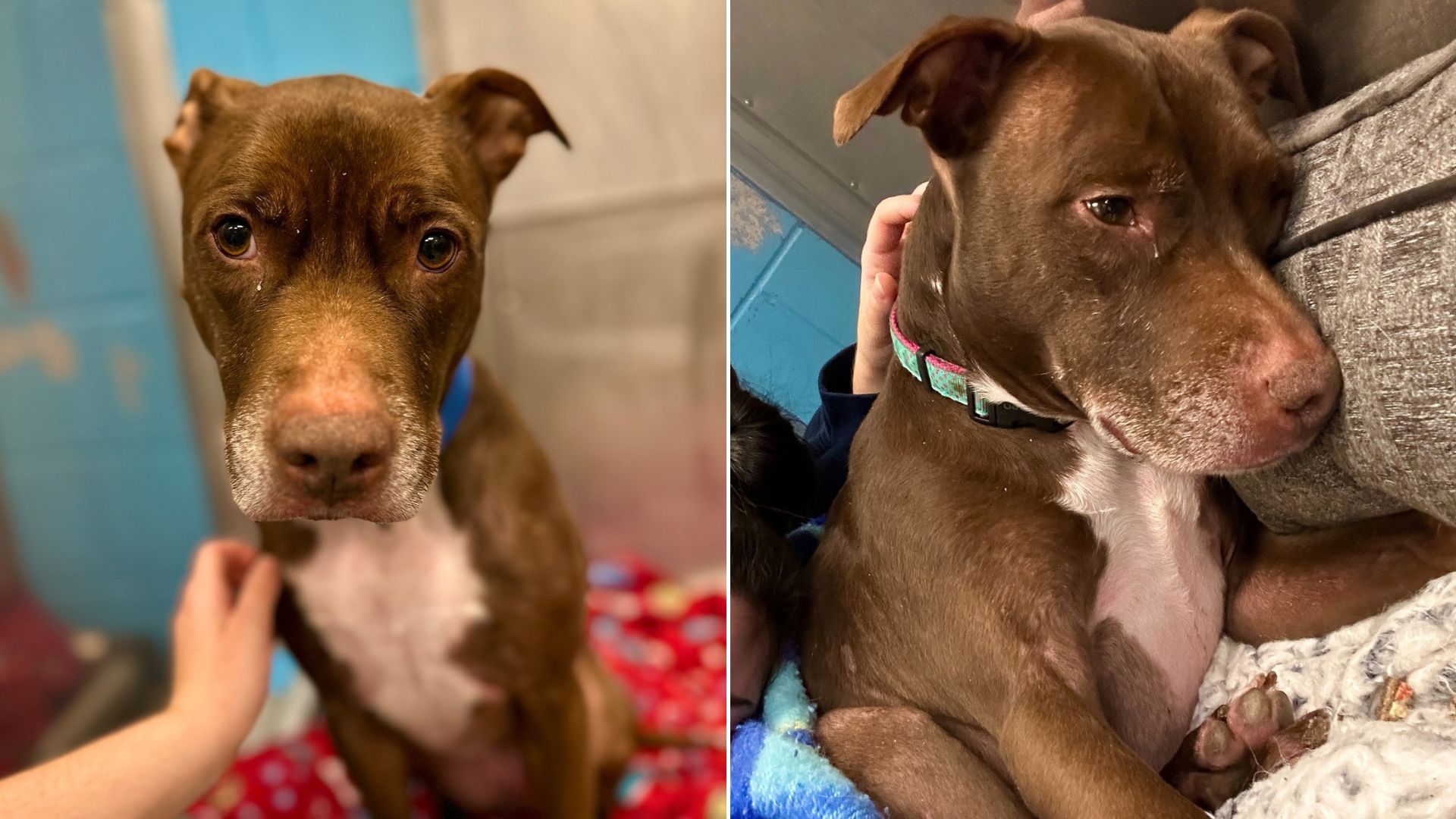 Heartbroken Dog Surrendered To A Shelter After 7 Years Of Being With A Family