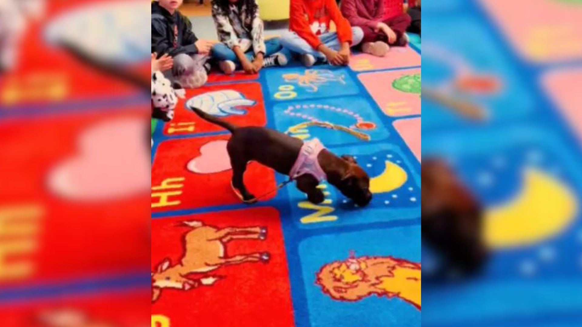 Shelter Puppy Gets A Chance To Hang Out With First-Graders, Ends Up In A Forever Home