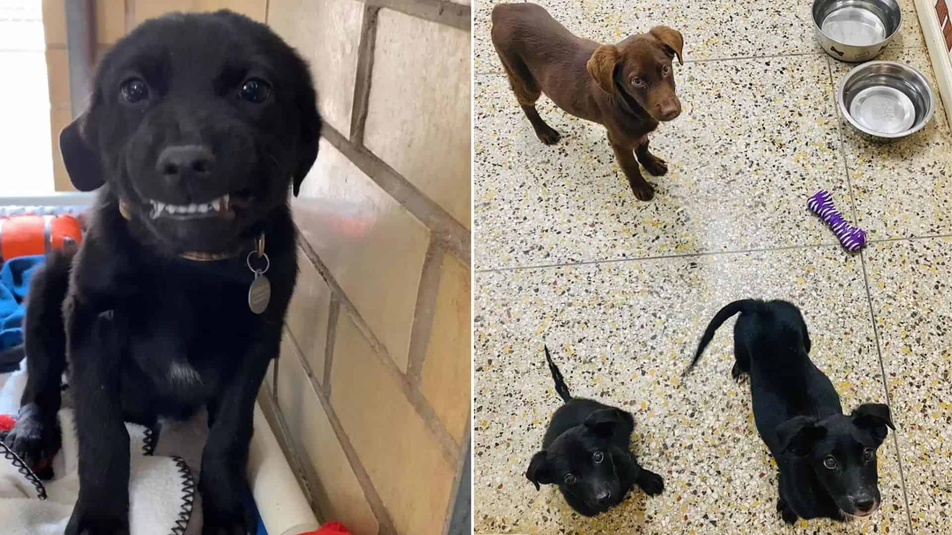 This Shelter Dog Giving Random People The Quirkiest Smiles Will Make Your Day