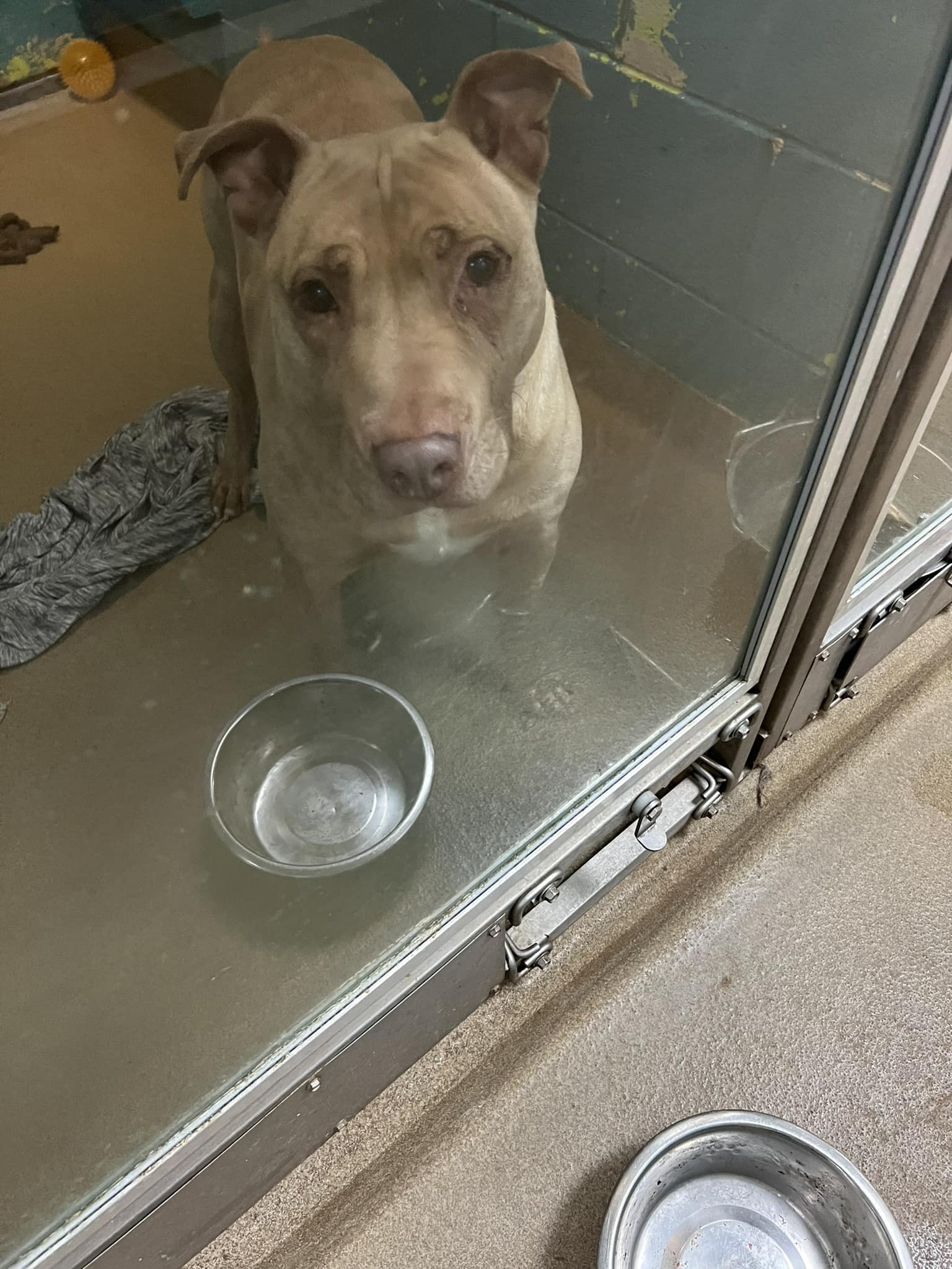 shelter puppy waits for food