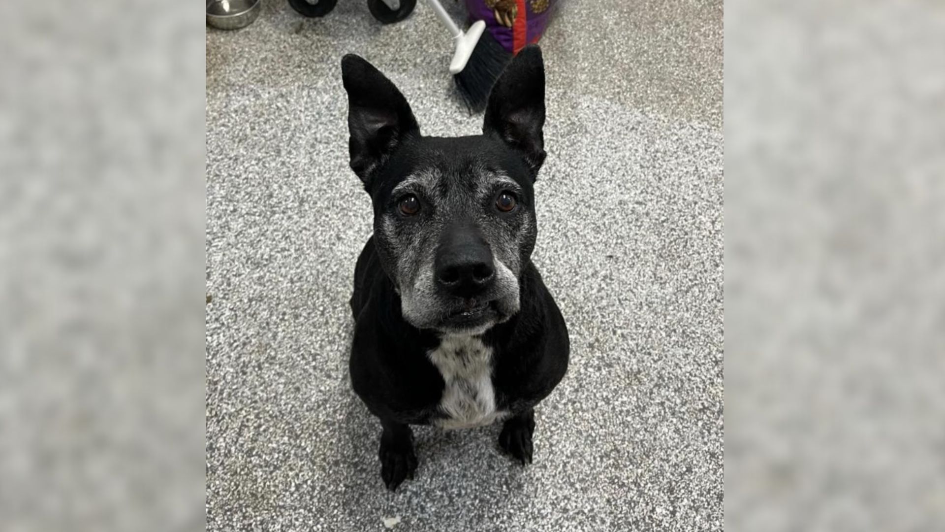 Incredible Shelter Staff Hid This Beautiful Pup For 6 Years So That They Could Save Her Life