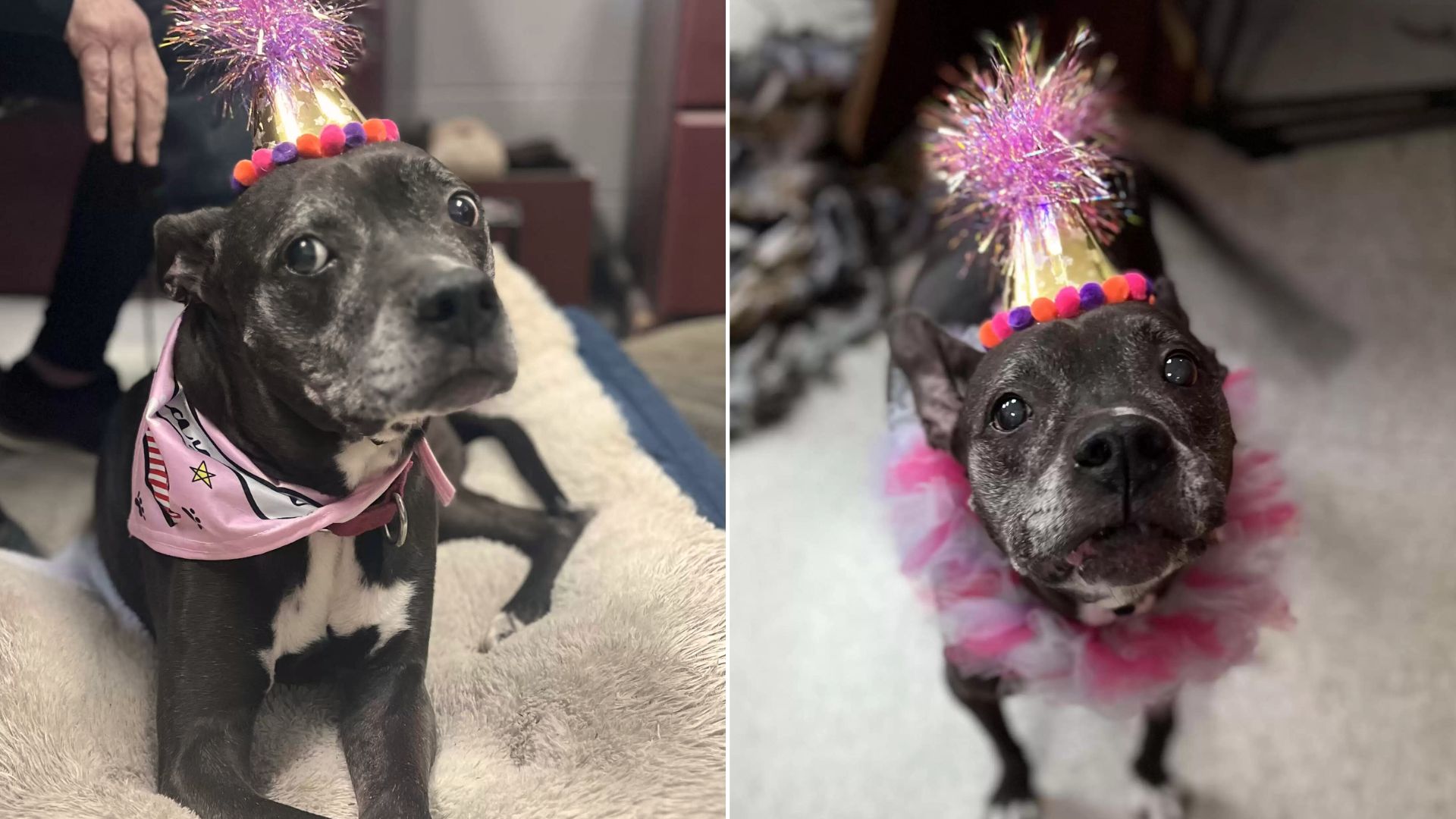 Shelter Staff Throws Memorable Birthday Party For An Unadoptable Dog