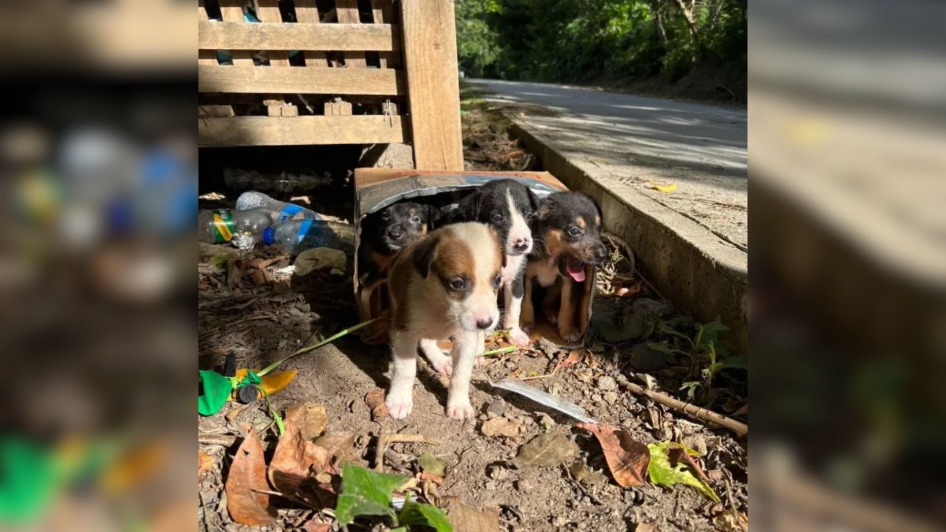 Shelter Workers Found The Most Heartbreaking Thing Inside A Cardboard Box Next To A Trash Can