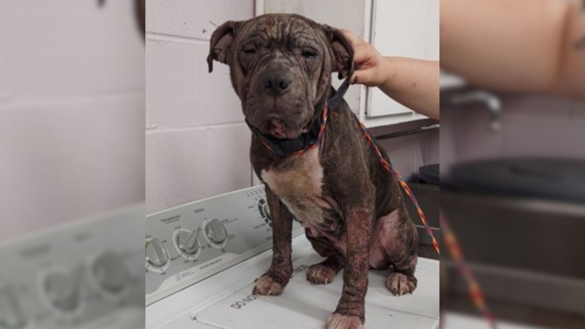 Hoomans Had To Do A Dna Test On A Mystery Pup Found In Terrible Conditions