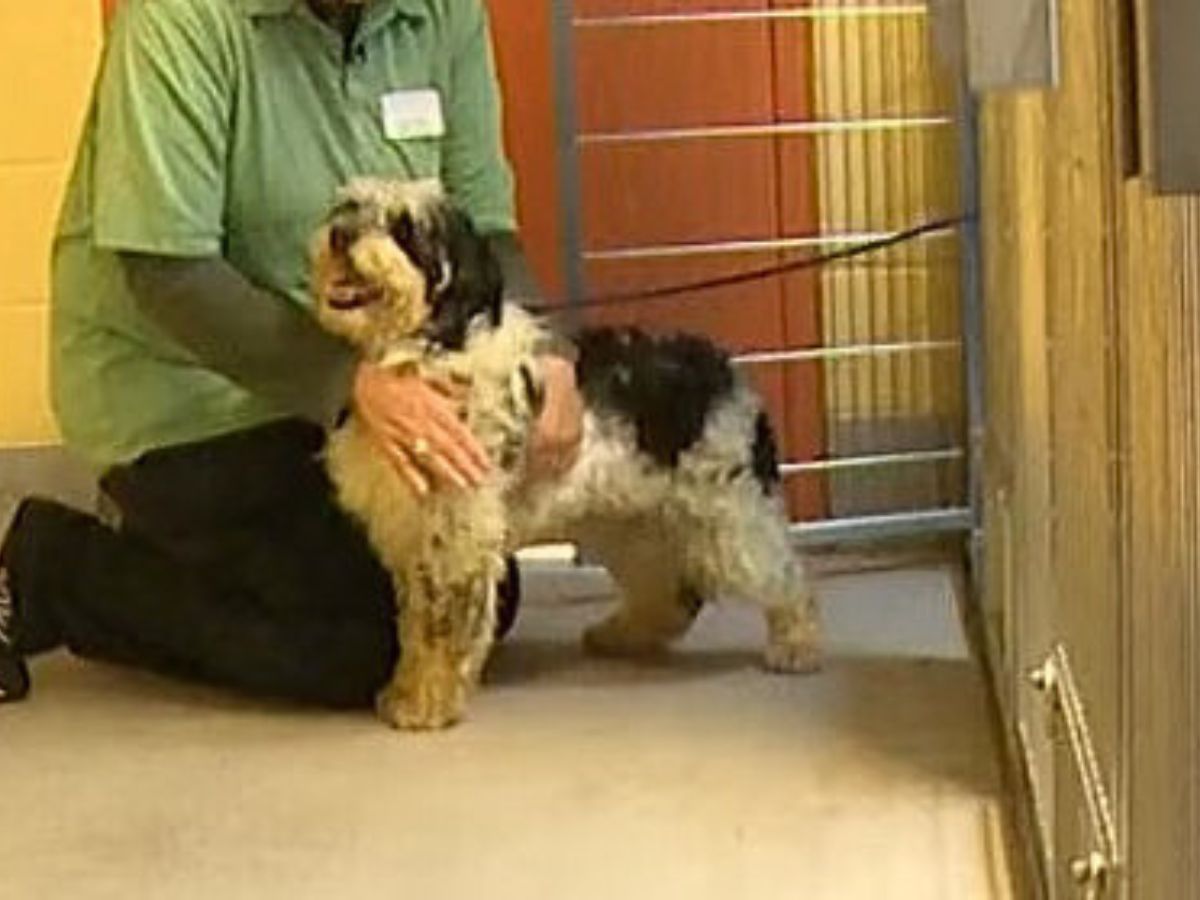 shelter worker with dog