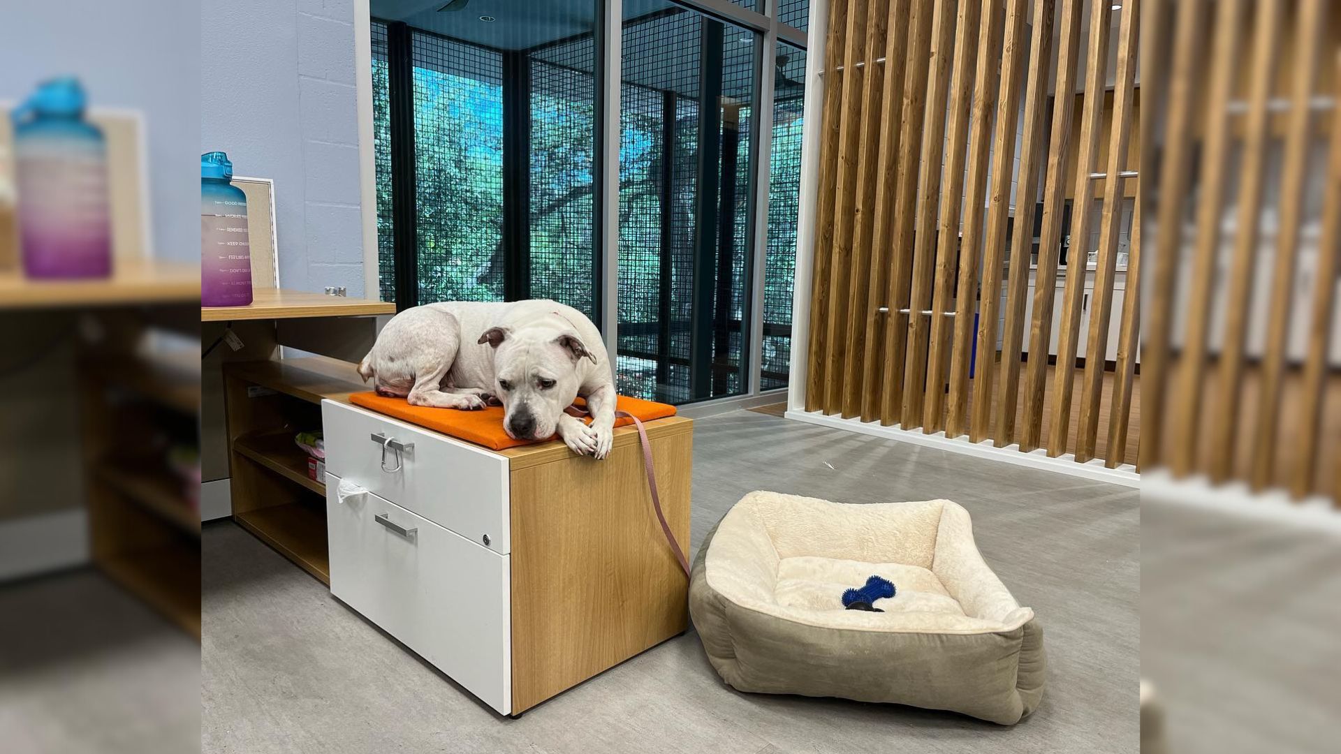 Shelter Workers Shocked To Find This Dog’s Favorite Sleeping Spot Is A Desk