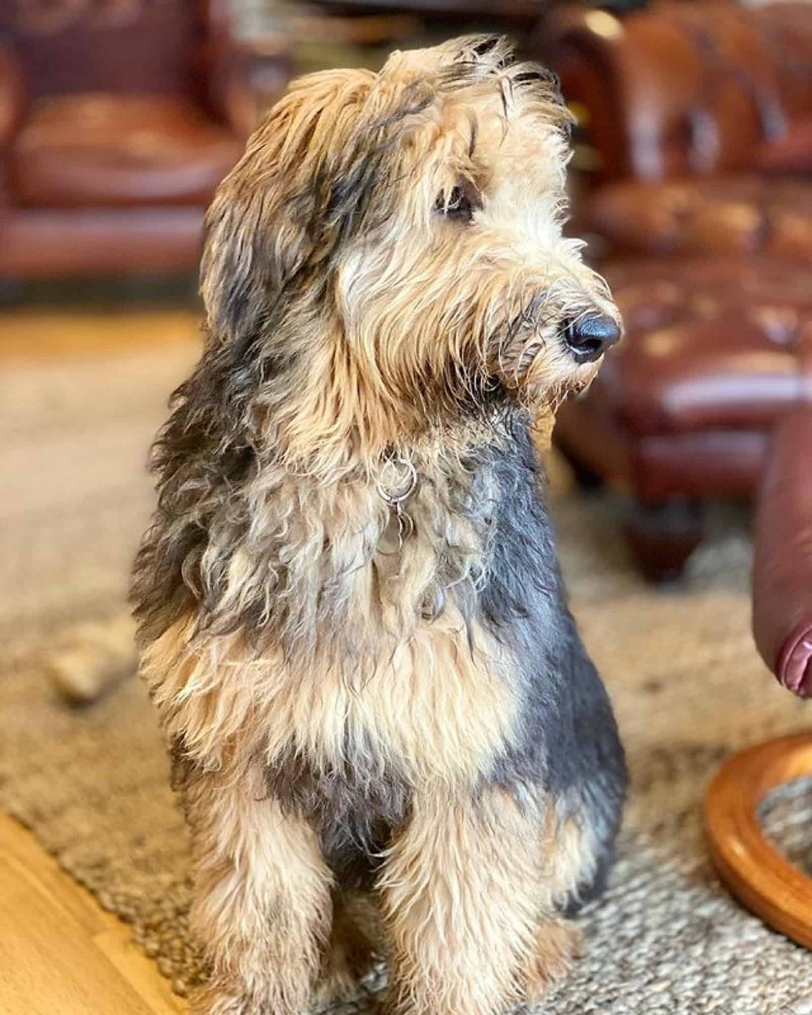 shepadoodle dog sitting  in the living room