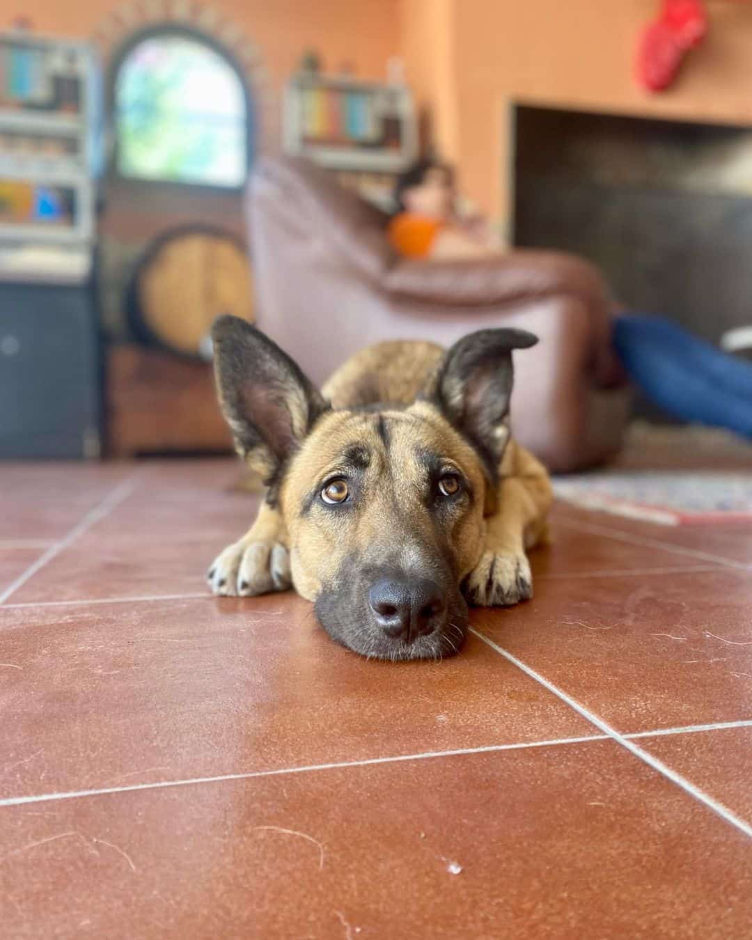 shepinois dog lies on the tiles in the house