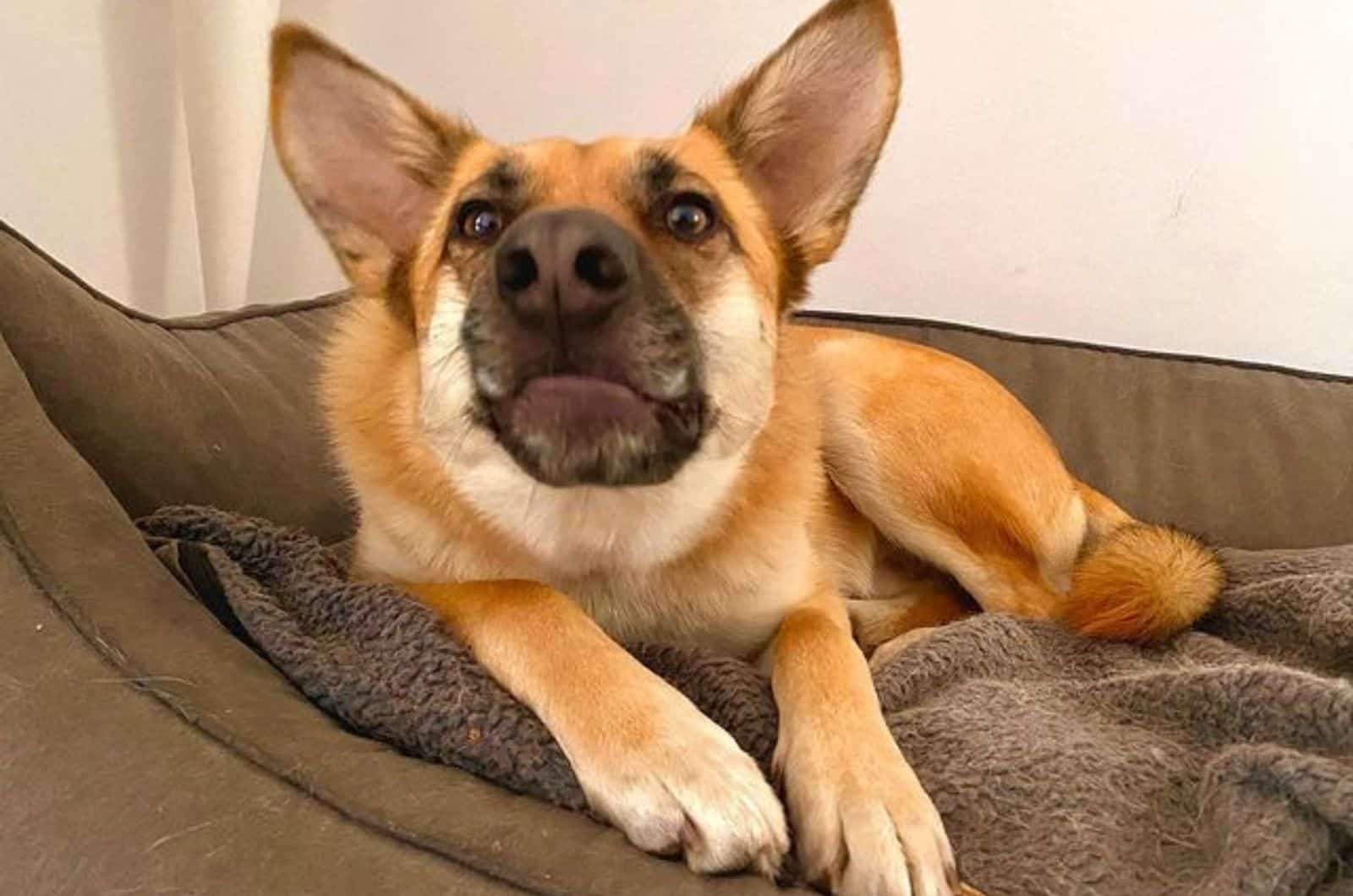 shepkita dog lying in his bed indoors