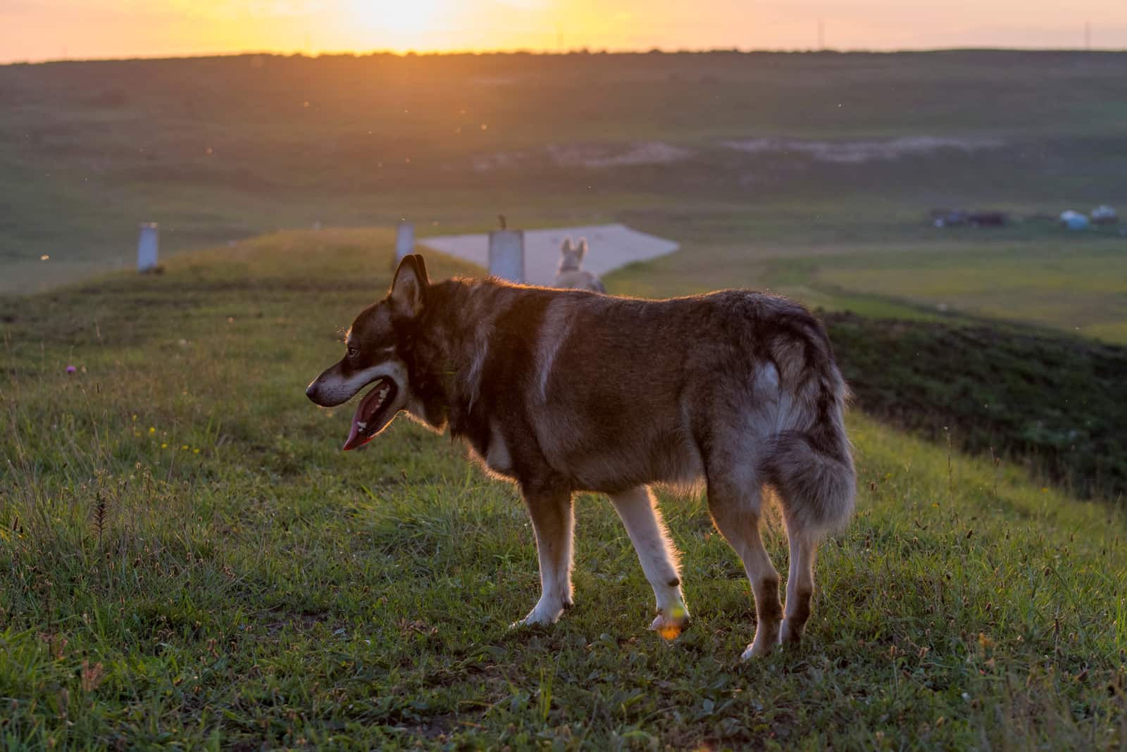 shepsky