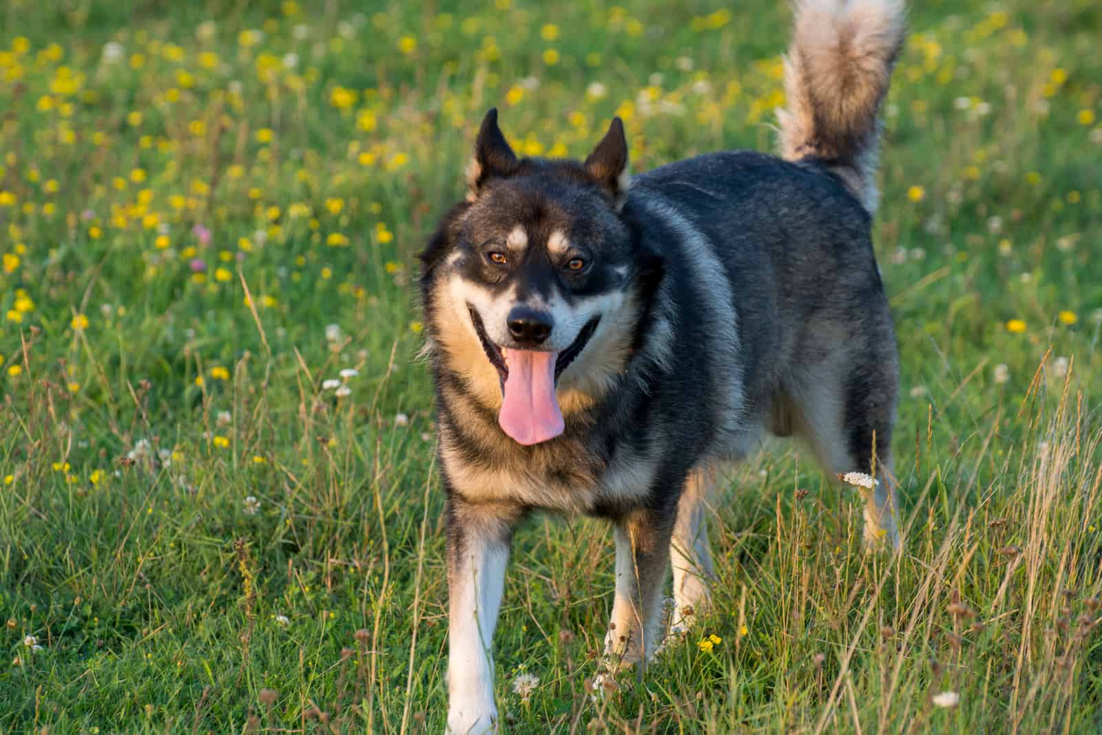 shepsky running