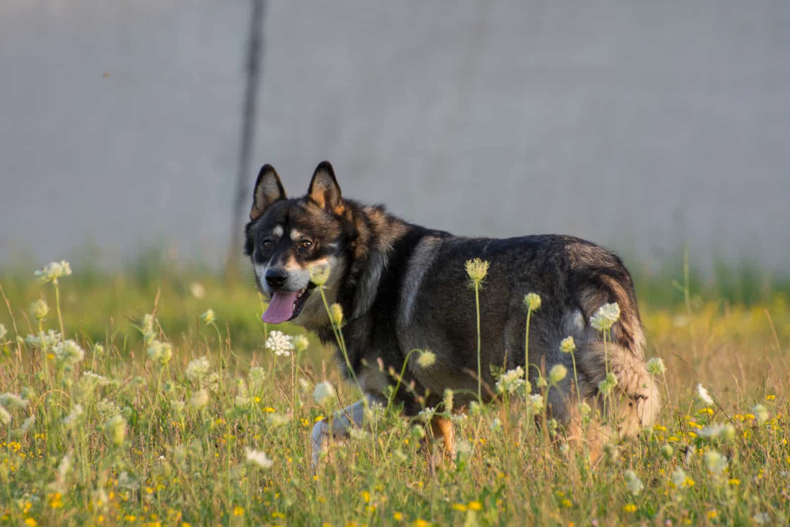 shepsky