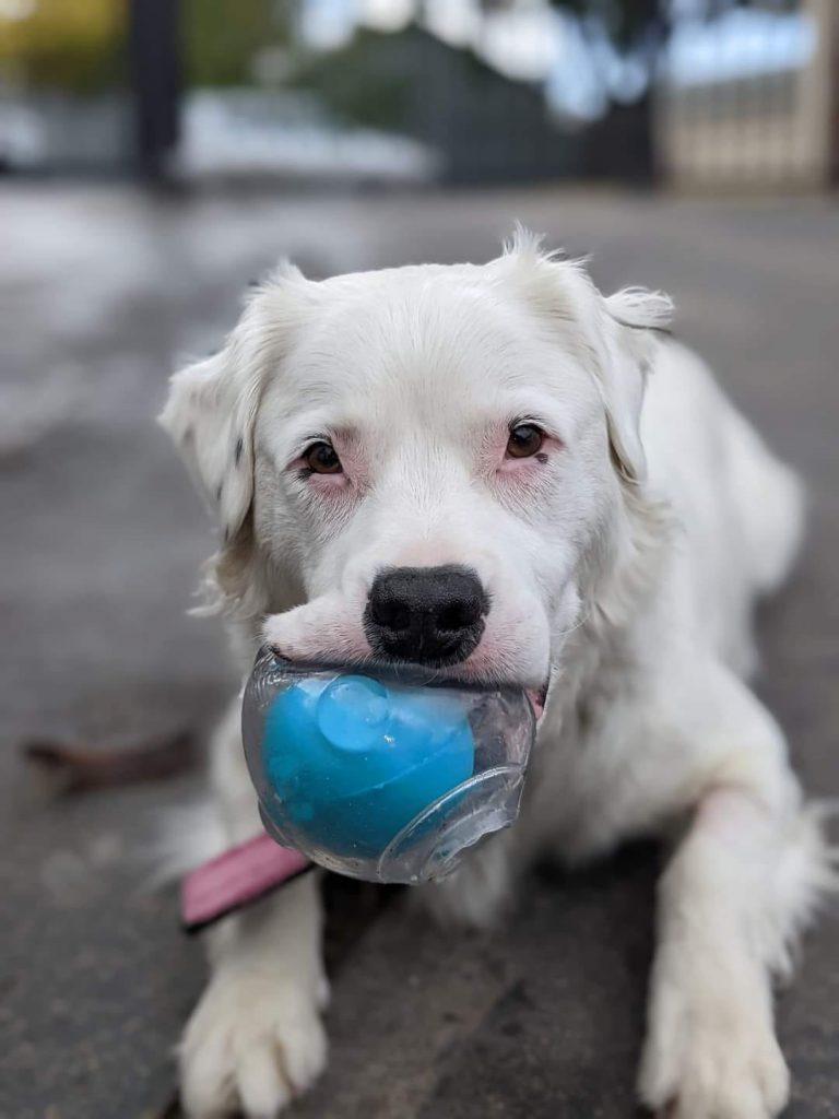 Sherio holds a blue ball in mouth