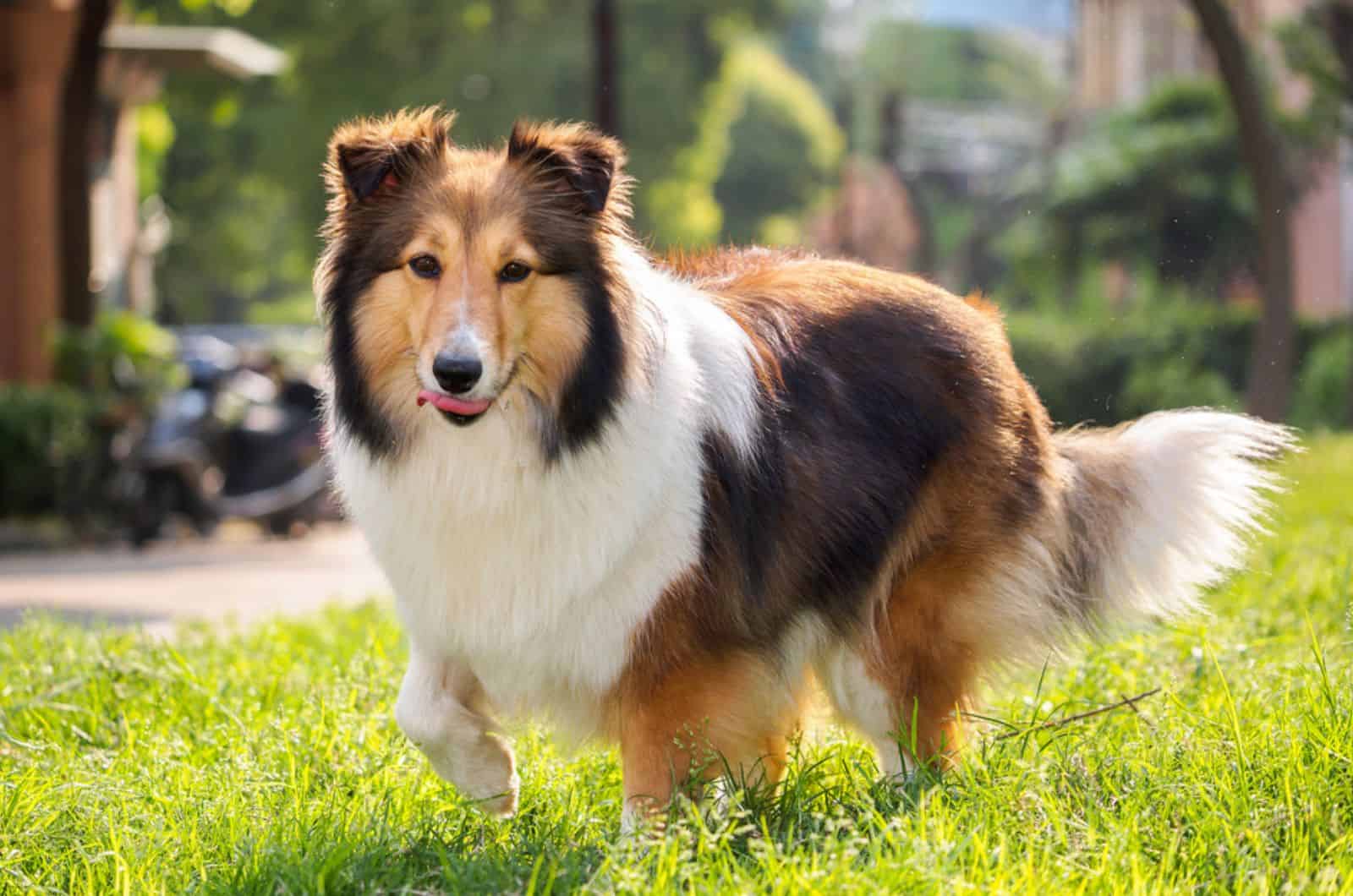 Shetland Sheepdog Breeders: Shelties Looking For A Shelter