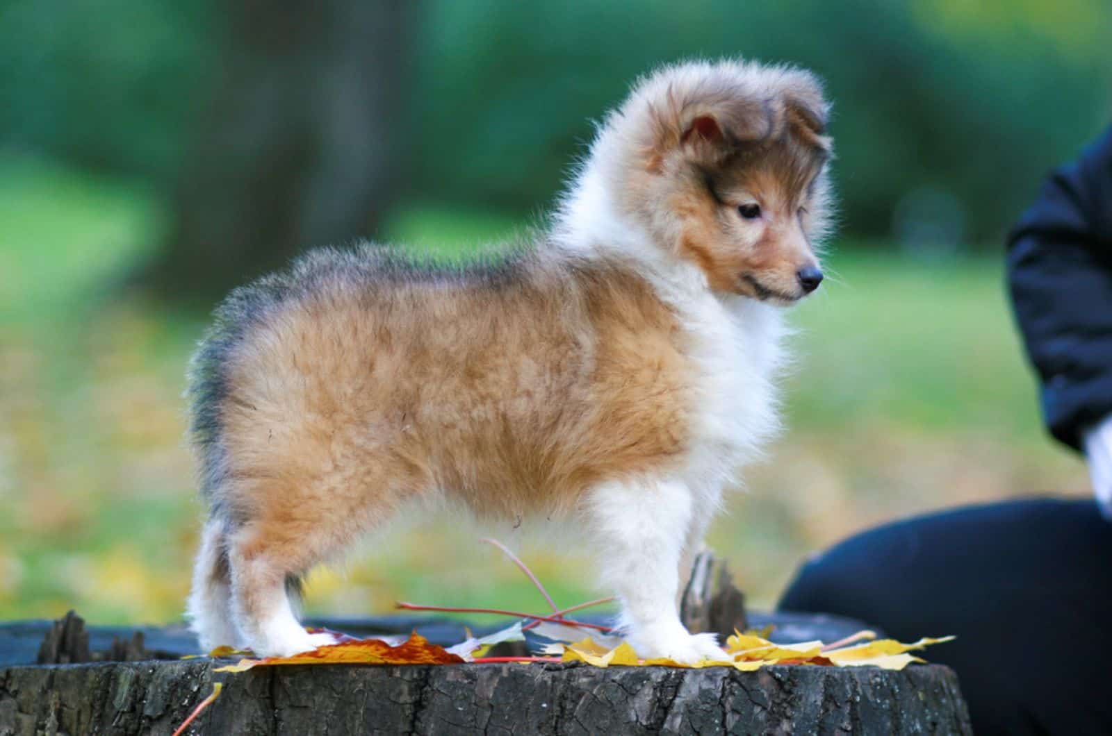 shetland sheepdog puppy in the park