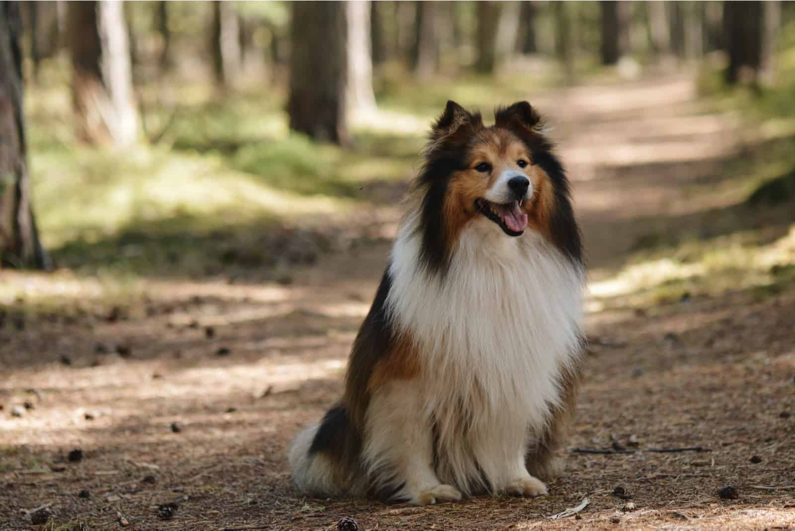 Shetland Sheepdog standing in woods