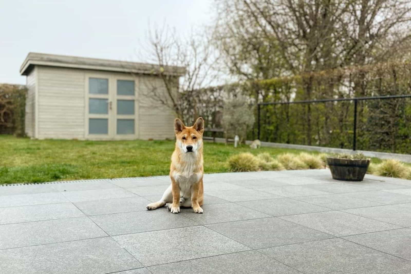 Shiba Corgi – All About This Adorable Mix