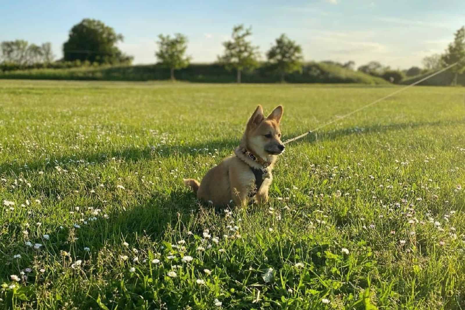 Shiba Corgi in nature