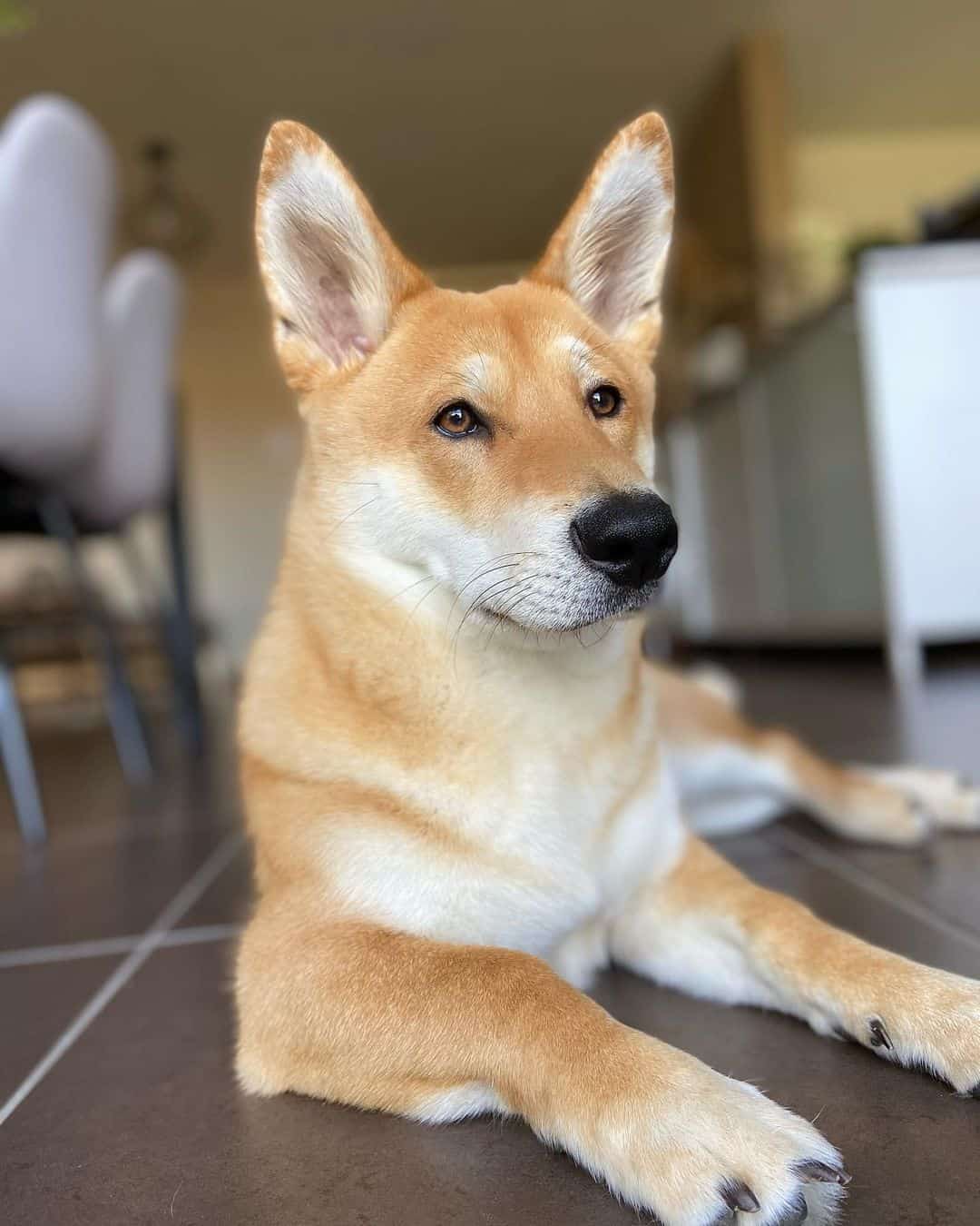 shiba corgi resting