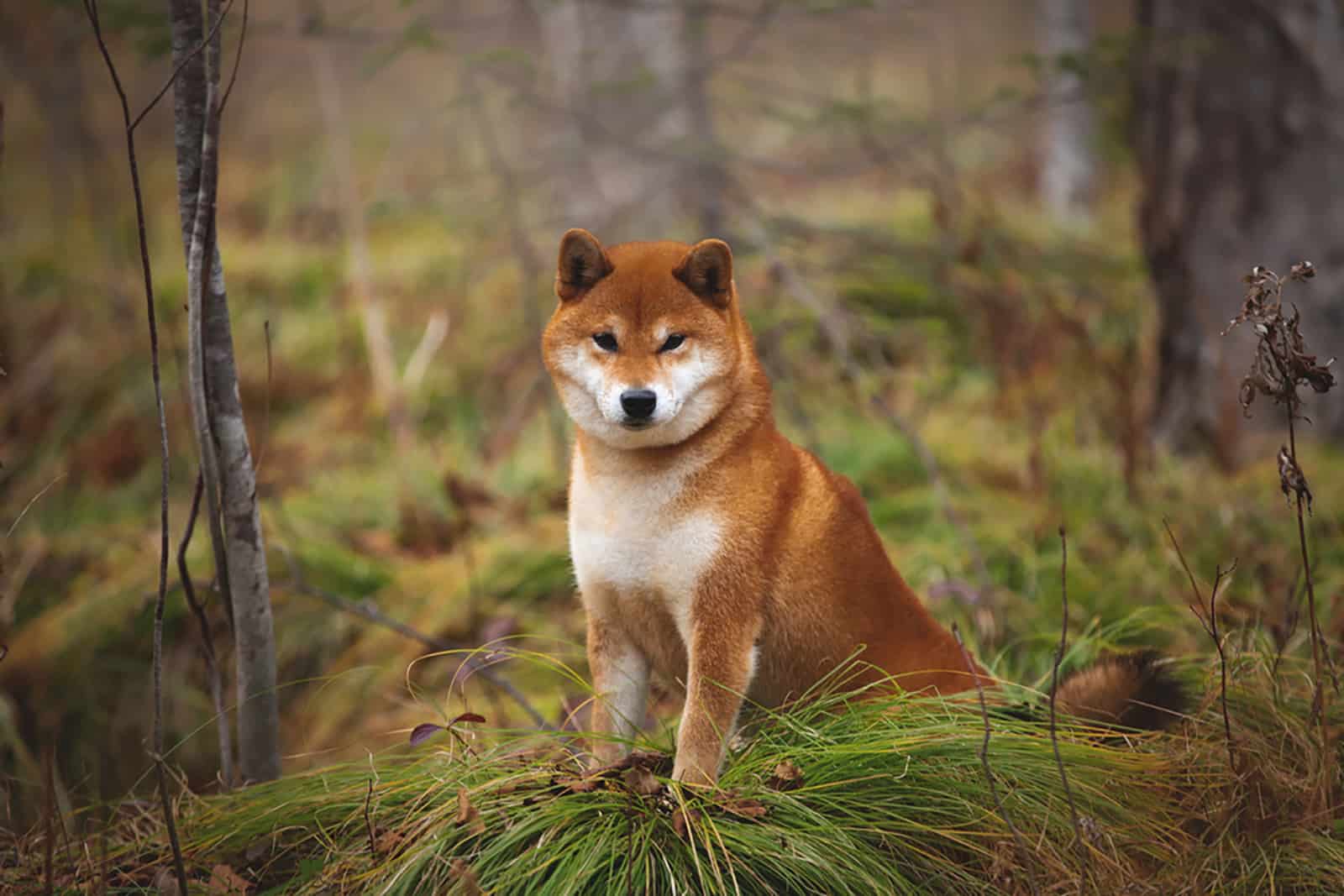 shiba inu sitting in the forest