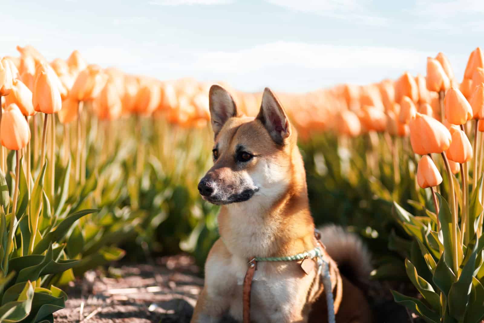 Shiba inu corgi mix posing between orange tulips