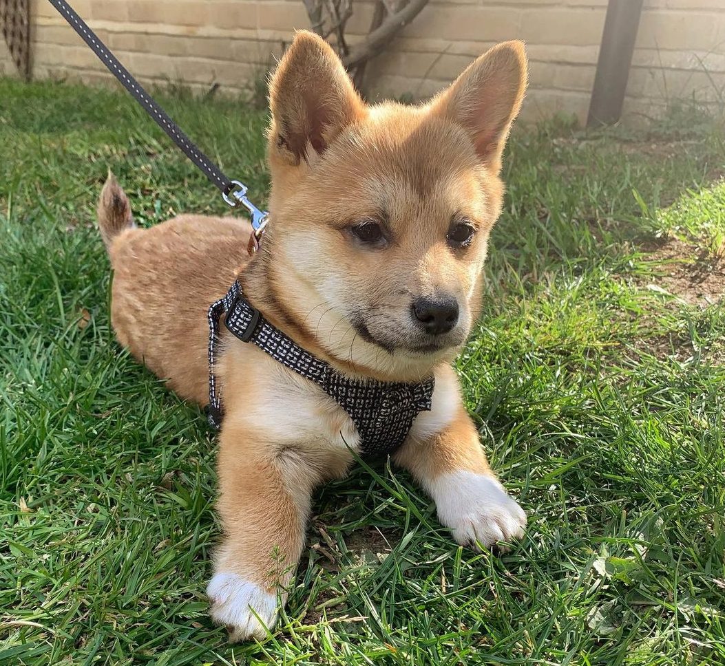 shiba inu corgi mix puppy