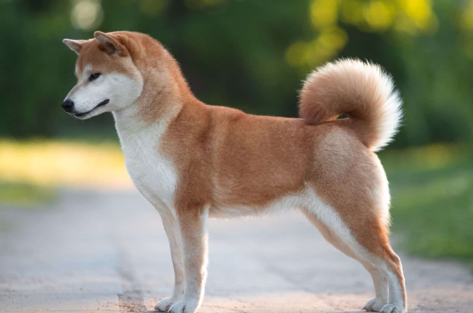 shiba inu dog standing on the road